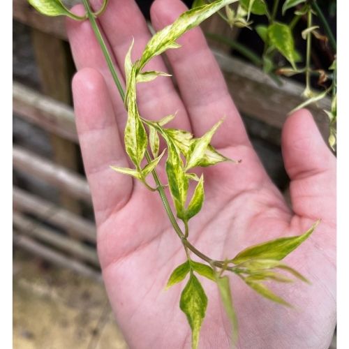 Understanding Nitrogen Deficiency: Why Your Plants May Be Turning Yellow