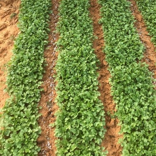Common Fertiliser Mistakes That Could Be Damaging Your Soil