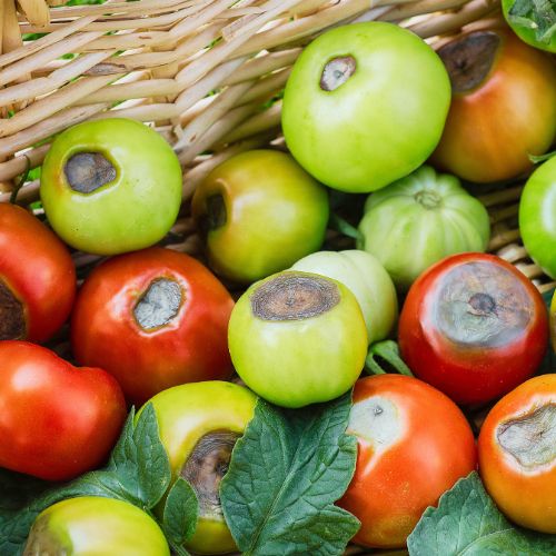 What Causes Blossom End Rot? How Soil Health Affects Your Tomatoes