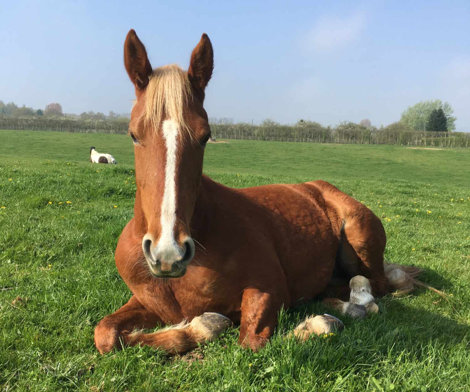 The Hidden Key to Healthier Horse Paddocks
