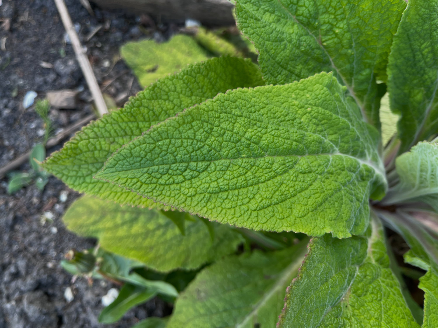 Signs Your Allotment Soil Lacks Nutrients