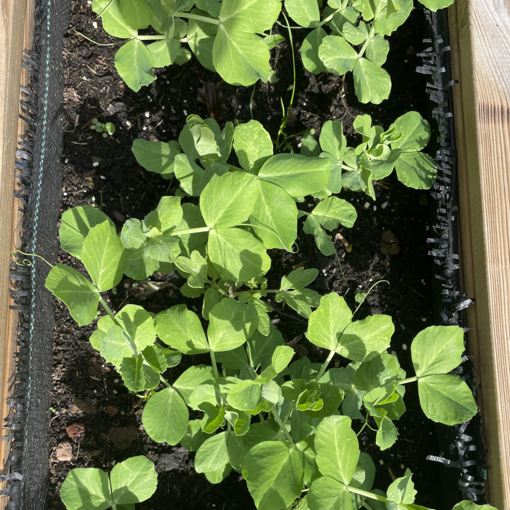 Allotments & Vegetables Test