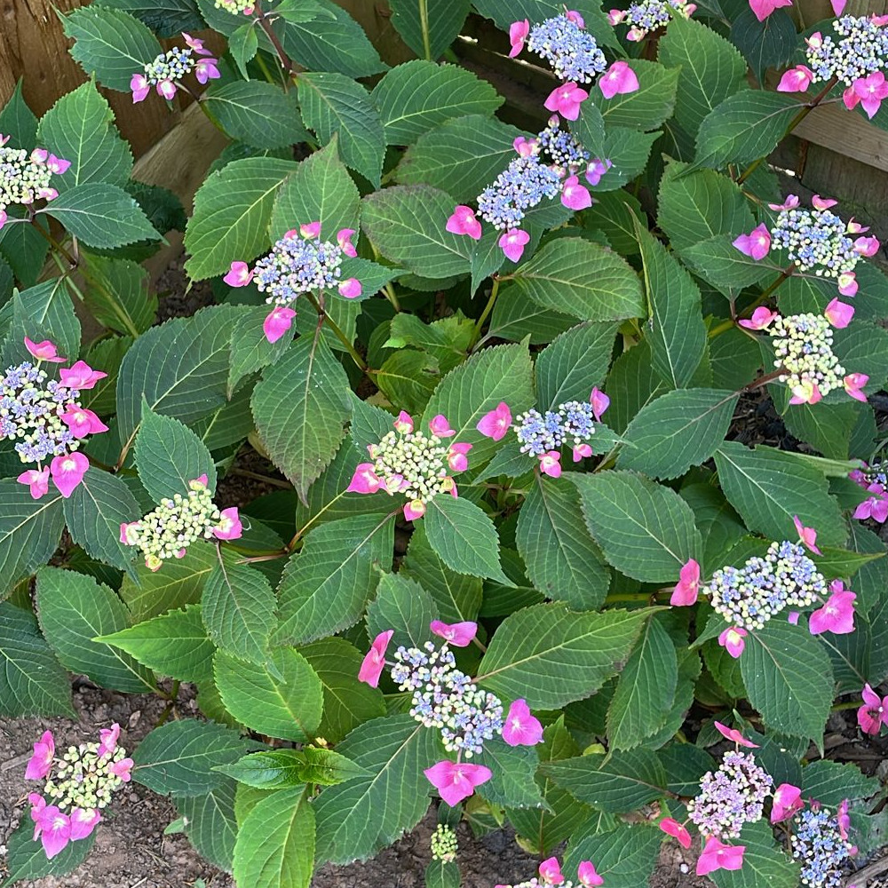 Gardens & Ornamentals Test