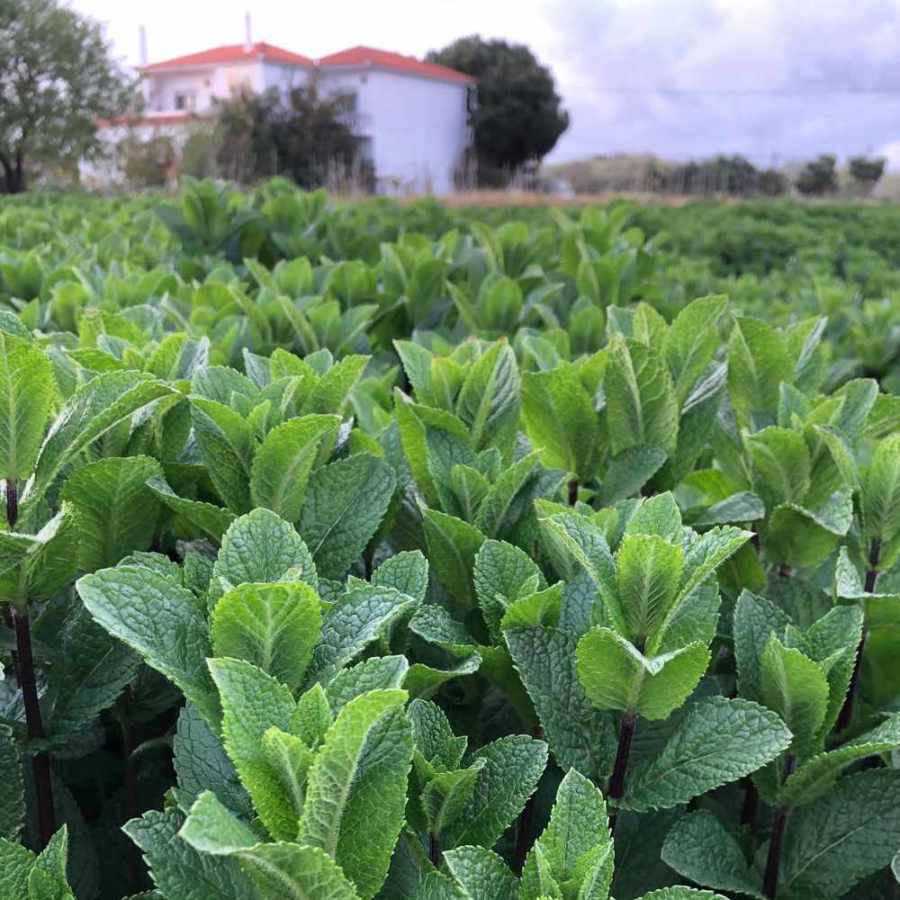 Allotments & Vegetables Test